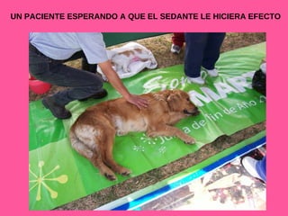 UN PACIENTE ESPERANDO A QUE EL SEDANTE LE HICIERA EFECTO 