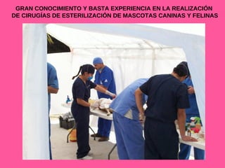 GRAN CONOCIMIENTO Y BASTA EXPERIENCIA EN LA REALIZACIÓN  DE CIRUGÍAS DE ESTERILIZACIÓN DE MASCOTAS CANINAS Y FELINAS 
