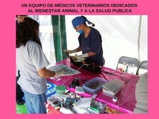 UN EQUIPO DE MÉDICOS VETERINARIOS DEDICADOS  AL BIENESTAR ANIMAL Y A LA SALUD PUBLICA 