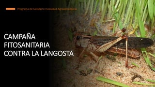 CAMPAÑA
FITOSANITARIA
CONTRA LA LANGOSTA
Programa de Sanidad e Inocuidad Agroalimentaria
 