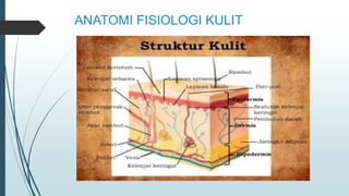 ANATOMI FISIOLOGI KULIT
 