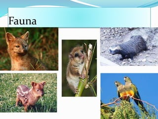 Fauna
 