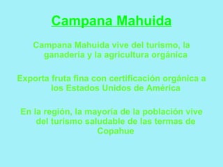 Campana Mahuida
   Campana Mahuida vive del turismo, la
     ganadería y la agricultura orgánica

Exporta fruta fina con certificación orgánica a
        los Estados Unidos de América

En la región, la mayoría de la población vive
    del turismo saludable de las termas de
                   Copahue
 