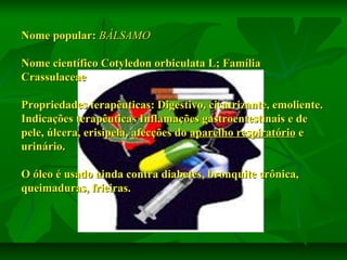Nome popular: BÁLSAMO
Nome científico Cotyledon orbiculata L; Família
Crassulaceae
Propriedades terapêuticas: Digestivo, cicatrizante, emoliente.
Indicações terapêuticas Inflamações gastroentestinais e de
pele, úlcera, erisipela, afecções do aparelho respiratório e
urinário.
O óleo é usado ainda contra diabetes, bronquite crônica,
queimaduras, frieiras.

 