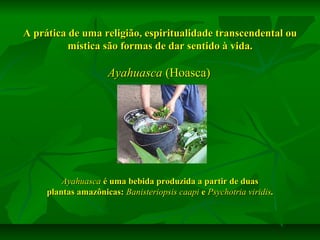 A prática de uma religião, espiritualidade transcendental ou
mística são formas de dar sentido à vida.

Ayahuasca (Hoasca)

Ayahuasca é uma bebida produzida a partir de duas
plantas amazônicas: Banisteriopsis caapi e Psychotria viridis.

 
