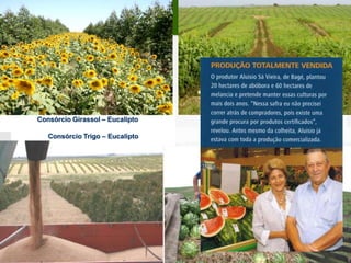   Colheita a cada 7 anos – replantio no mesmo local