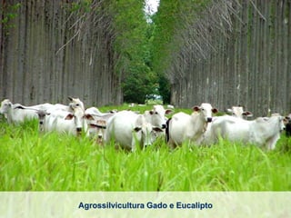   20% preservação mata nativa exigido SP  x  40% média do setor 