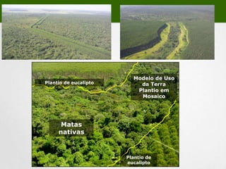   Certificações FSC/ Cerflor/ ISO 9001/ ISO 14001 