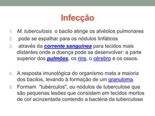 Infecção
1. M. tuberculosis o bacilo atinge os alvéolos pulmonares
2.  pode se espalhar para os nódulos linfáticos
3. através da corrente sanguínea para tecidos mais
   distantes onde a doença pode se desenvolver: a parte
   superior dos pulmões, os rins, o cérebro e os ossos.

4. A resposta imunológica do organismo mata a maioria
   dos bacilos, levando à formação de um granuloma.
5. Formam "tubérculos", ou nódulos de tuberculose que
   são pequenas lesões que consistem em tecidos mortos
   de cor acinzentada contendo a bactéria da tuberculose
 