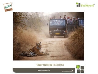 Tiger Sighting in Sariska
 