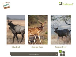 Blue Bull Spotted Deer Sambar Deer
 