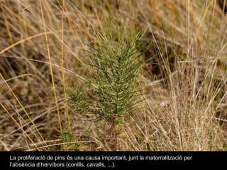 La proliferació de pins és una causa important, junt la matorralització per l’absència d’hervíbors (conills, cavalls, ...). 