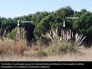 Cortadèria Cesquera Tanmateix, la principal causa és l’extraordinària proliferació d’una espècie exòtica competidora: la cortadèria (Cortaderia selloana).  