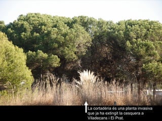 La cortadèria és una planta invasiva que ja ha extingit la cesquera a Viladecans i El Prat. 