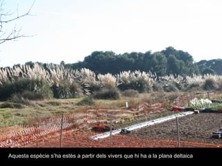 Aquesta espècie s’ha estès a partir dels vivers que hi ha a la plana deltaica 