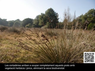 Les cortadèries arriben a ocupar completament aquests prats amb vegetació herbàcia i joncs, eliminant la seva biodiversitat 