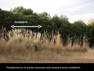 Possiblement ja no queden jonqueres amb cesquera sense cortadèries Cortadèria 