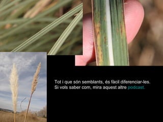 Tot i que són semblants, és fàcil diferenciar-les. Si vols saber com, mira aquest altre  podcast .  