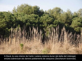 A Gavà, la vora interior de l’antic i extens sistema dunar del delta del Llobregat, encara sobreviuen els darrers poblaments de cesquera ( Saccharum ravennae ). 