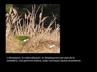 L’aforestació, la matorralització i el desplaçament per part de la cortadèria, una gramínia exòtica, estan anorreant aquest ecosistema. 