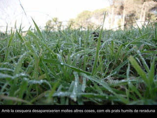 Amb la cesquera desapareixerien moltes altres coses, com els prats humits de reraduna   