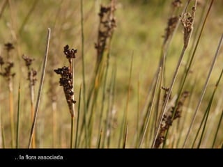 .. la flora associada  