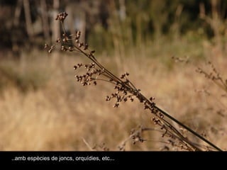 ..amb espècies de joncs, orquídies, etc... 