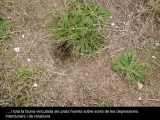 . . .i tota la fauna vinculada als prats humits sobre sorra de les depressions interdunars i de reraduna 