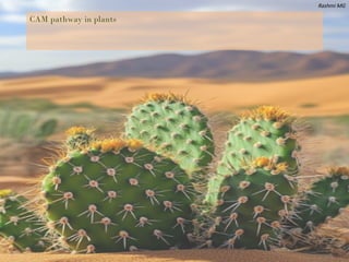 CAM pathway in plants (unique pathway found in Xerophytes).pptx