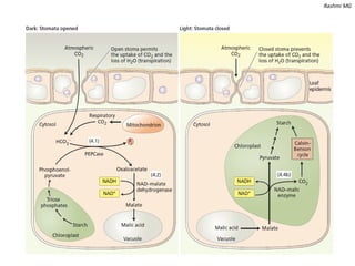 CAM pathway in plants (unique pathway found in Xerophytes).pptx
