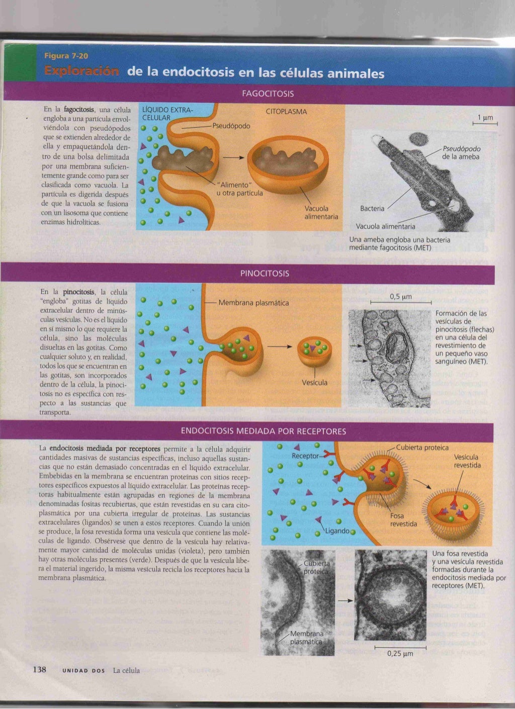 Campbell biologiageneralparte2 Campbell biologiageneralparte2
