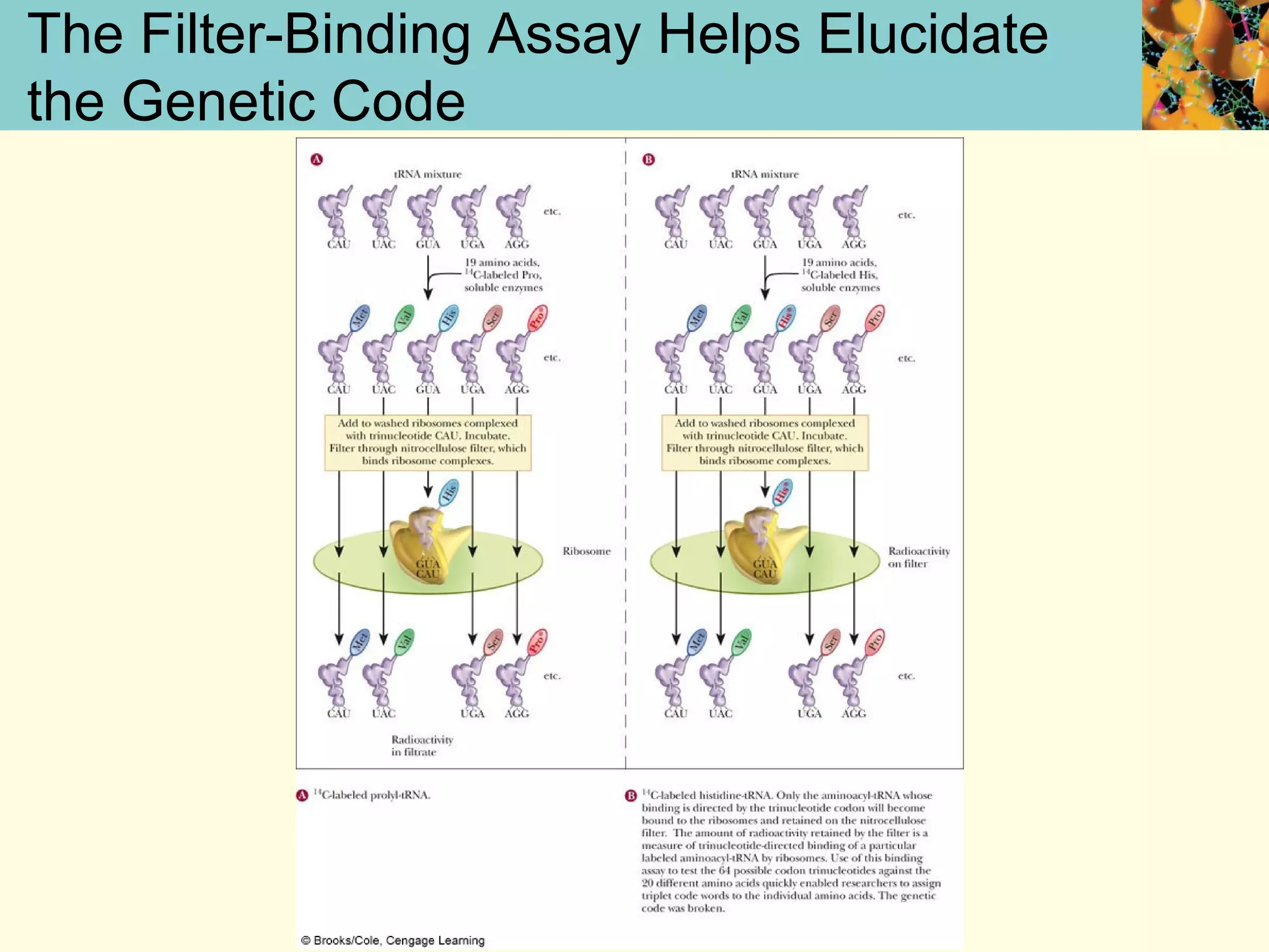 The Filter-Binding Assay Helps Elucidate
the Genetic Code
 