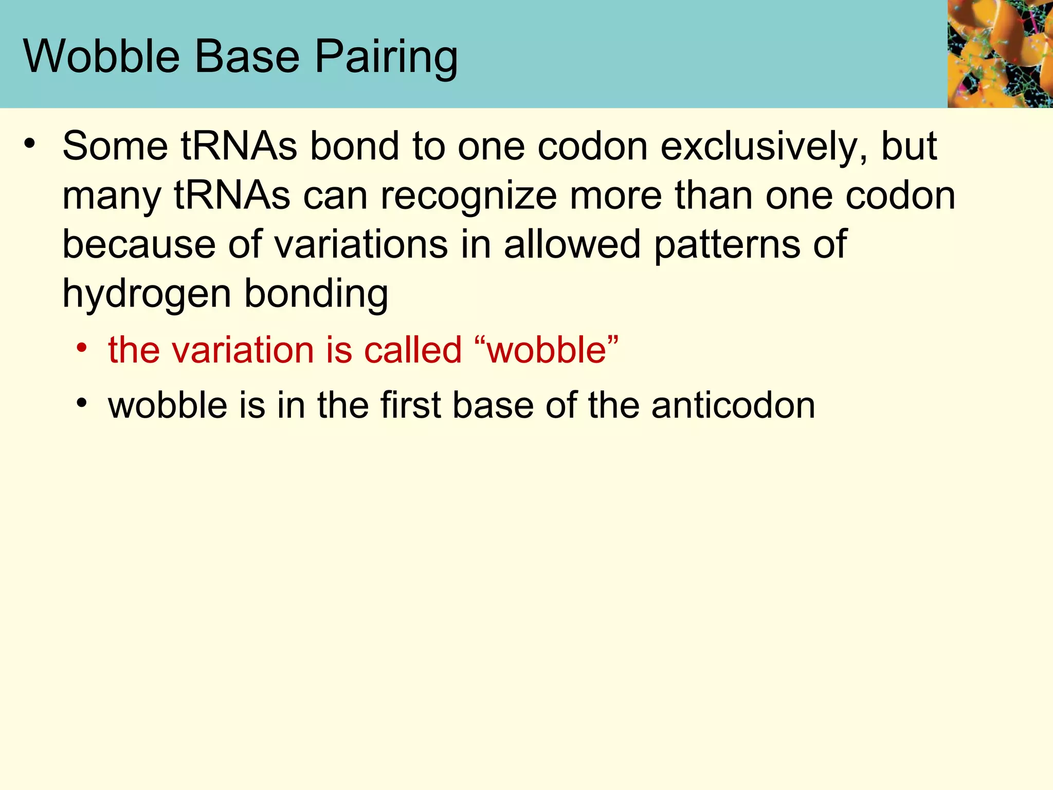 Wobble Base Pairing
• Some tRNAs bond to one codon exclusively, but
many tRNAs can recognize more than one codon
because of variations in allowed patterns of
hydrogen bonding
• the variation is called “wobble”
• wobble is in the first base of the anticodon
 