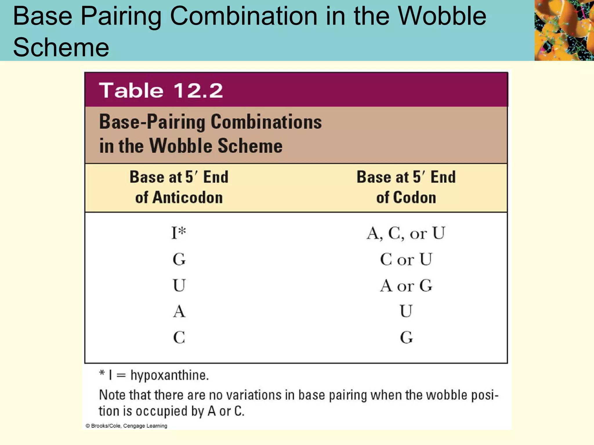 Base Pairing Combination in the Wobble
Scheme
 