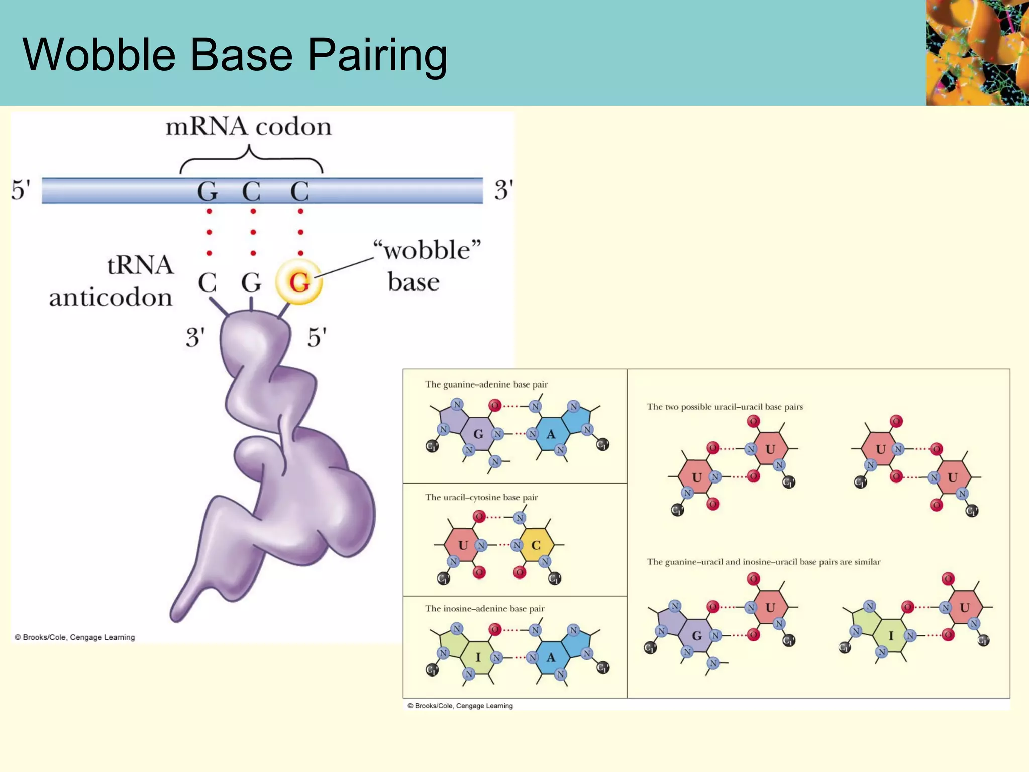 Wobble Base Pairing
 
