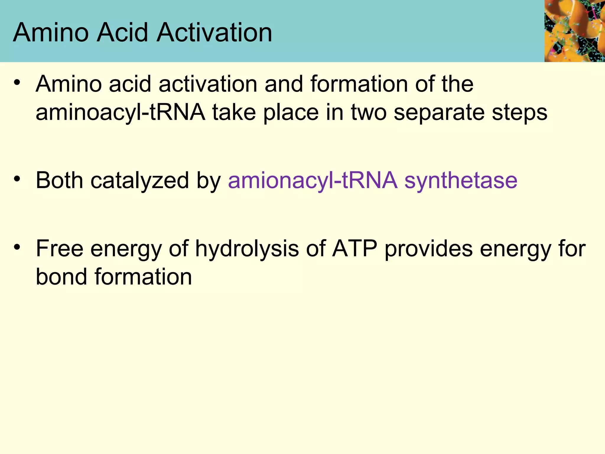 Amino Acid Activation
• Amino acid activation and formation of the
aminoacyl-tRNA take place in two separate steps
• Both catalyzed by amionacyl-tRNA synthetase
• Free energy of hydrolysis of ATP provides energy for
bond formation
 