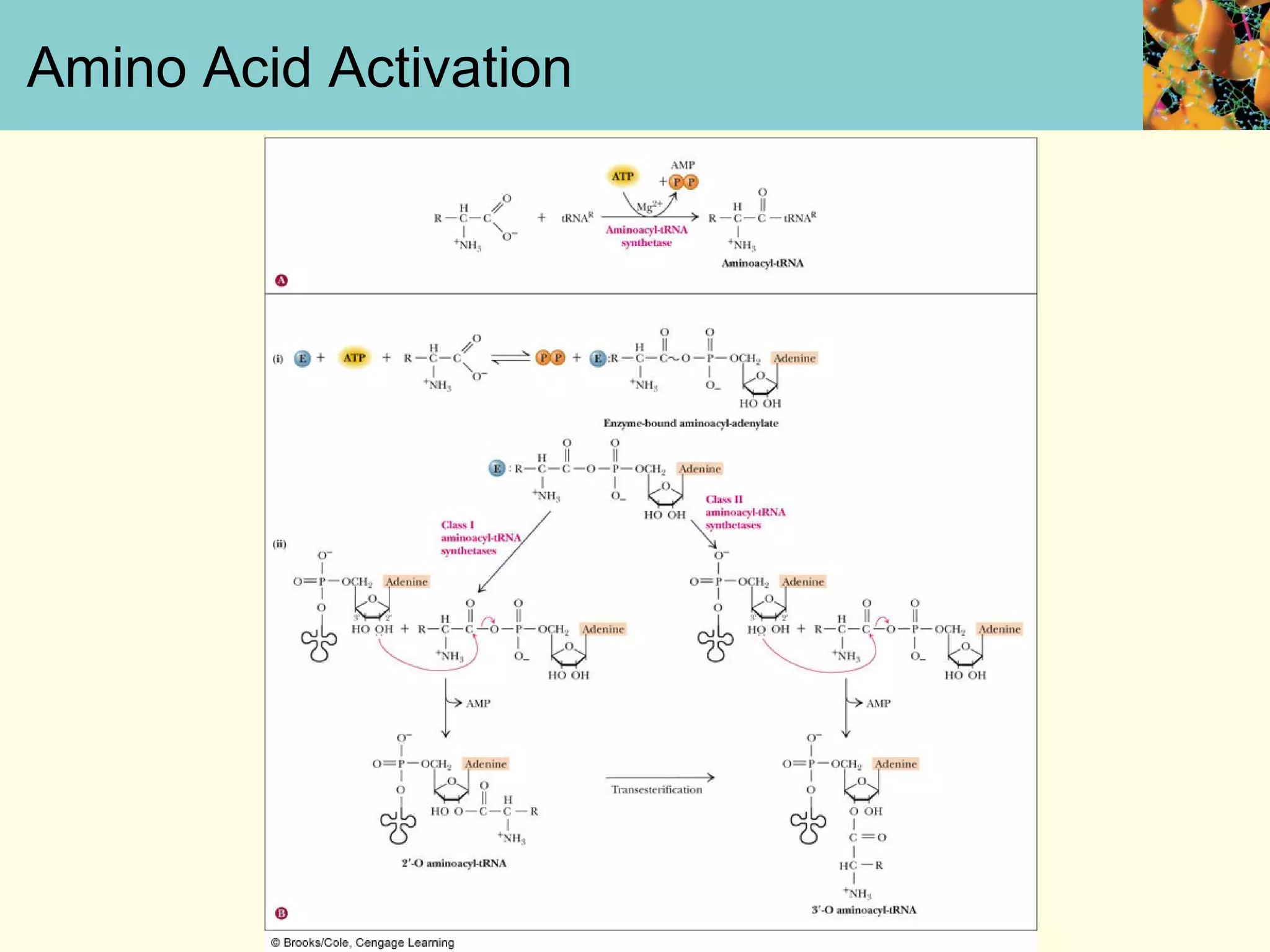 Amino Acid Activation
 