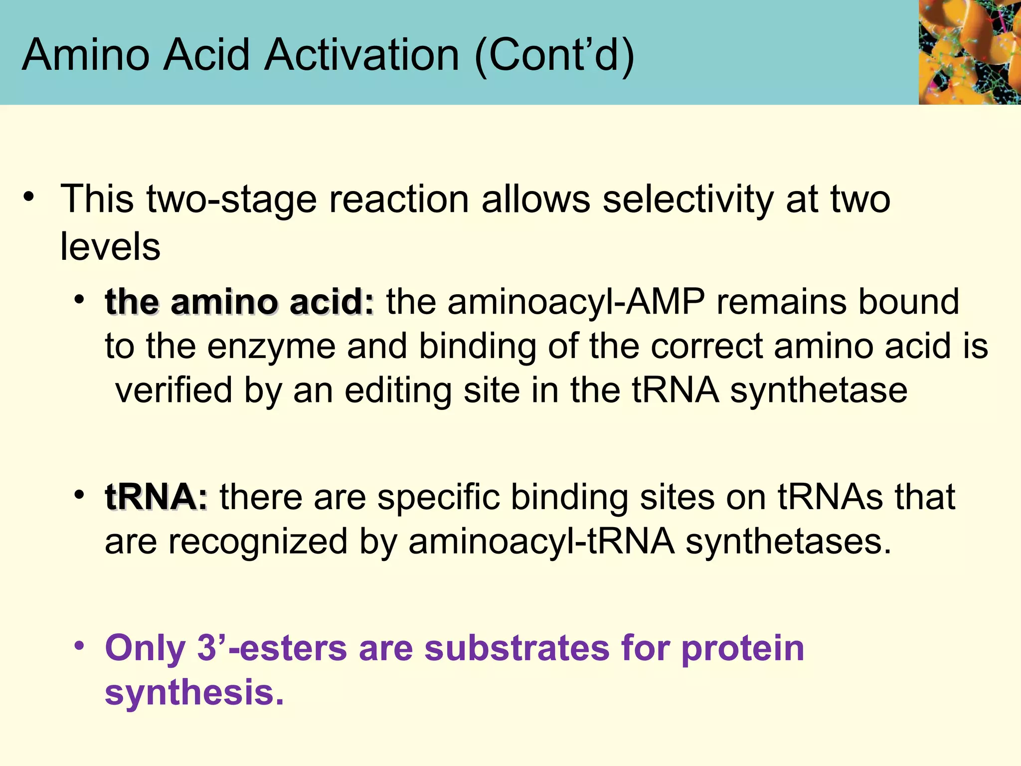 Amino Acid Activation (Cont’d)
• This two-stage reaction allows selectivity at two
levels
• the amino acid:the amino acid: the aminoacyl-AMP remains bound
to the enzyme and binding of the correct amino acid is
verified by an editing site in the tRNA synthetase
• tRNA:tRNA: there are specific binding sites on tRNAs that
are recognized by aminoacyl-tRNA synthetases.
• Only 3’-esters are substrates for protein
synthesis.
 