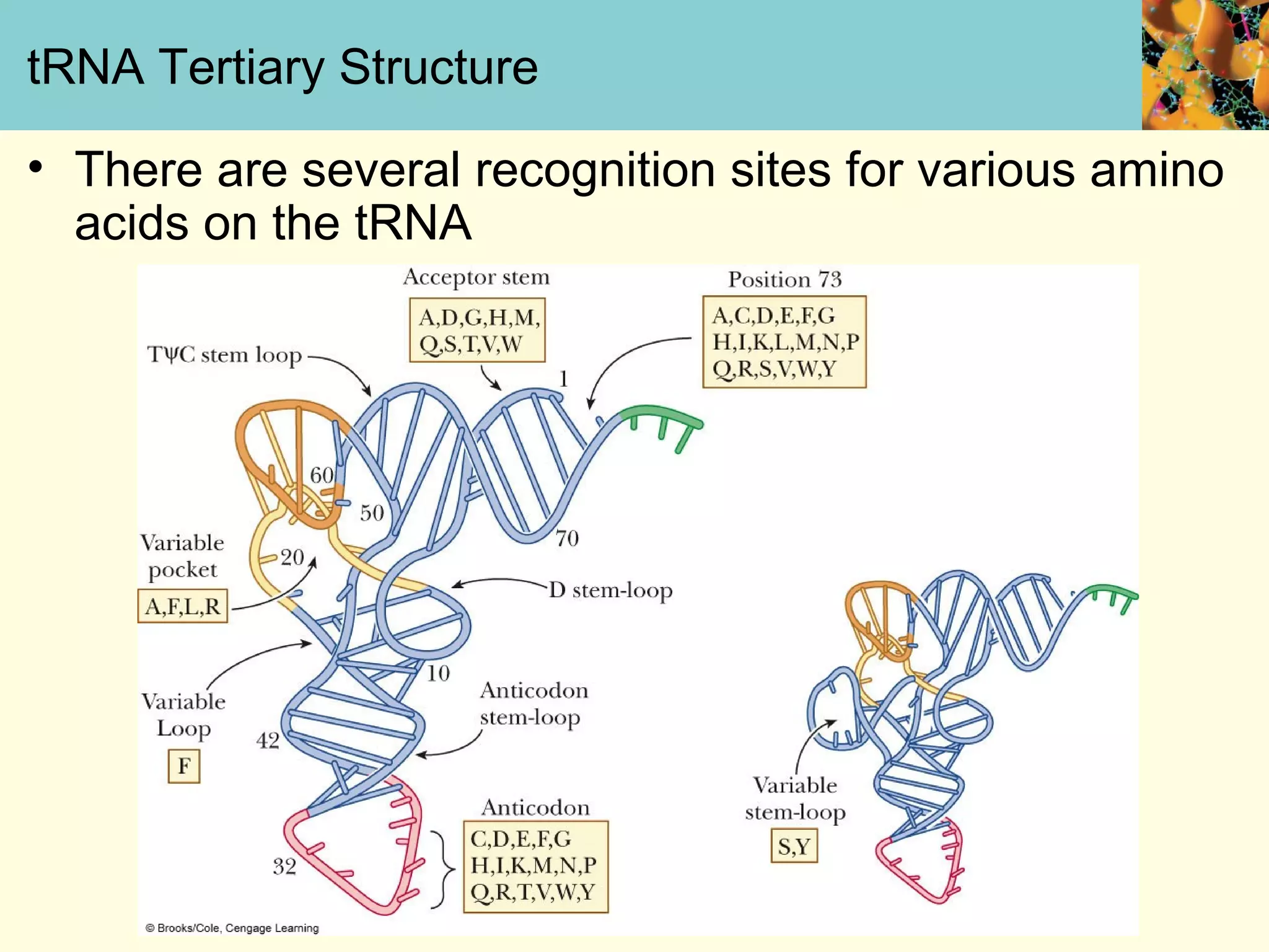 tRNA Tertiary Structure
• There are several recognition sites for various amino
acids on the tRNA
 