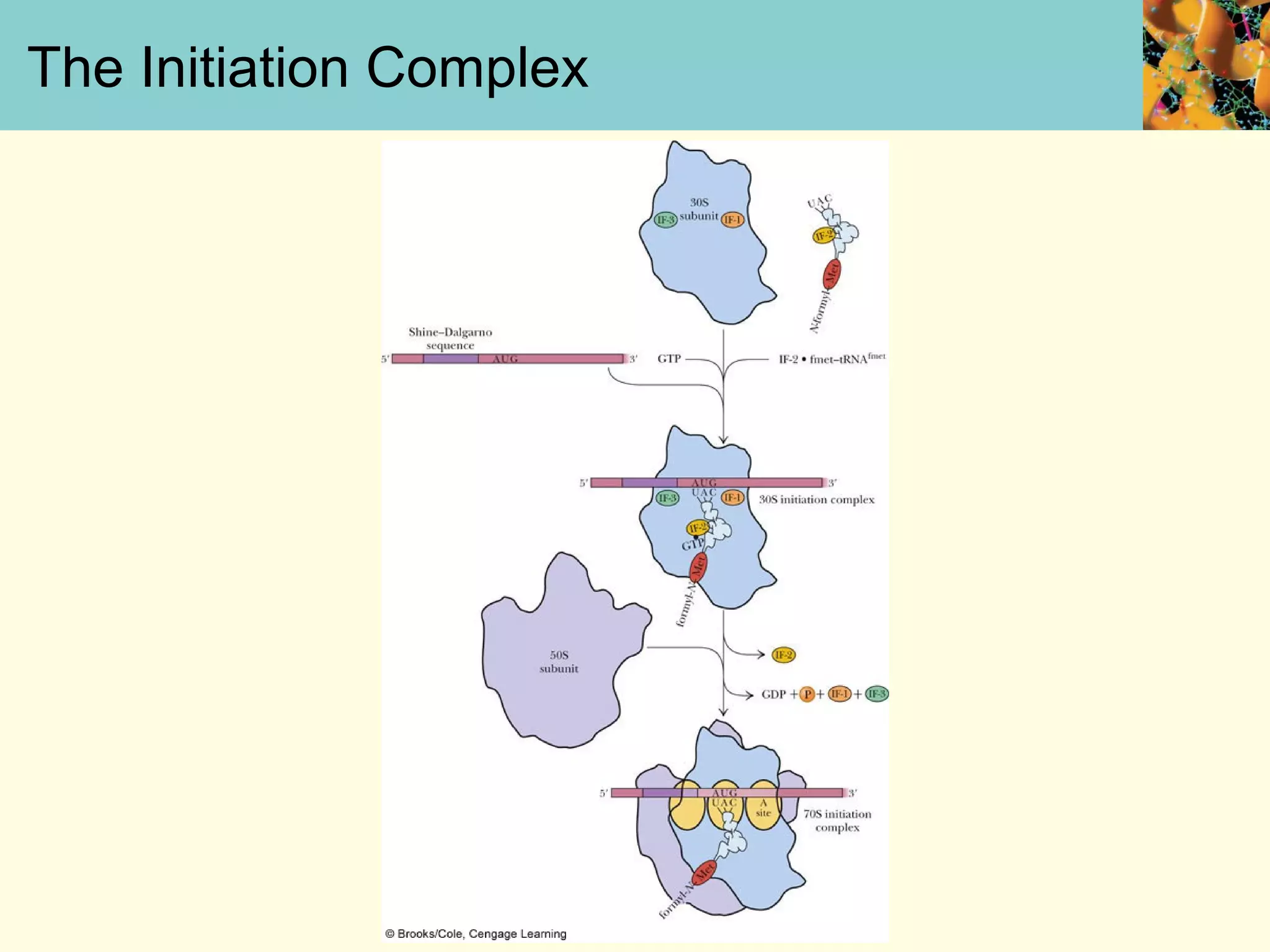 The Initiation Complex
 