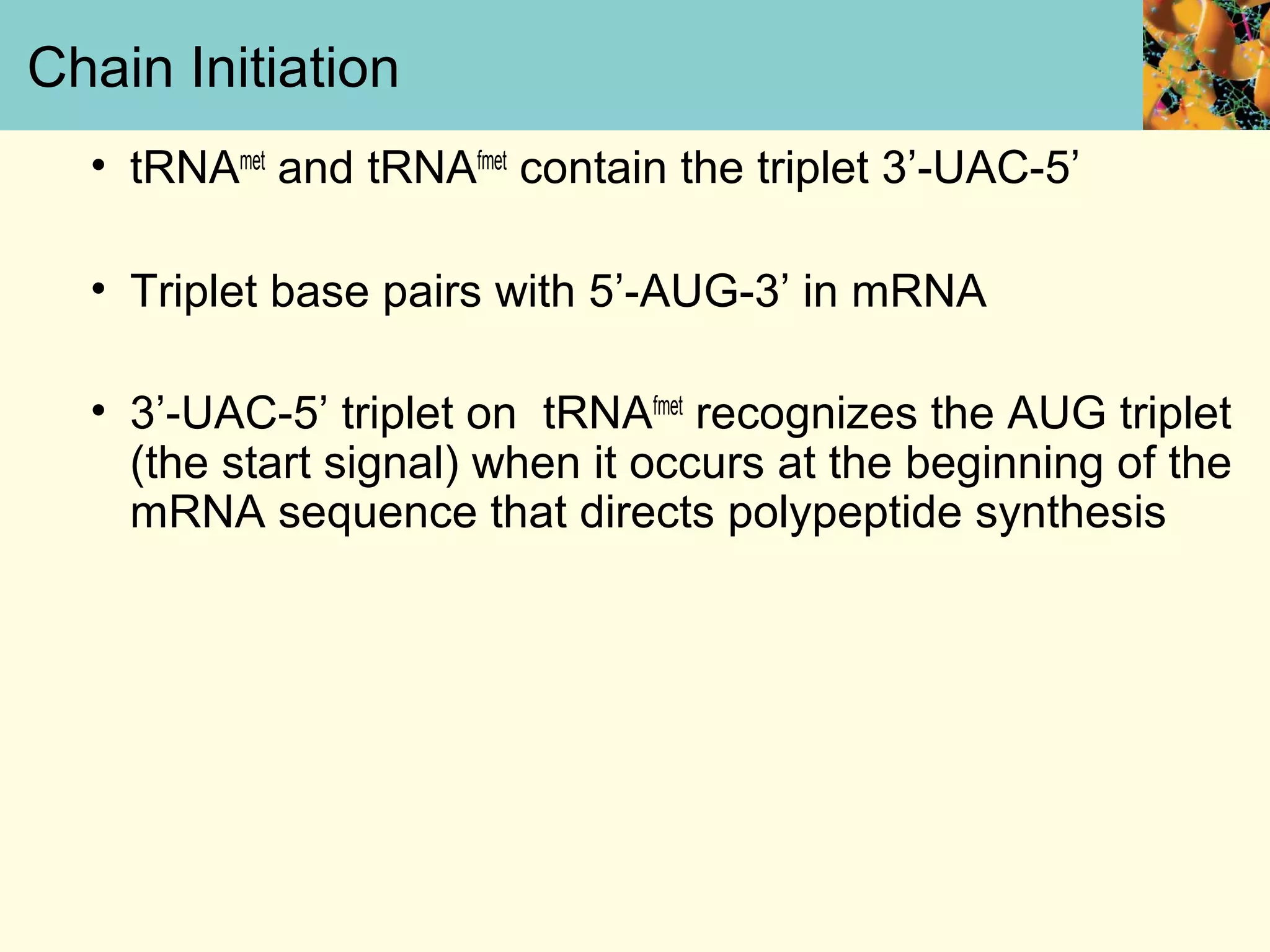 Chain Initiation
• tRNAmet
and tRNAfmet
contain the triplet 3’-UAC-5’
• Triplet base pairs with 5’-AUG-3’ in mRNA
• 3’-UAC-5’ triplet on tRNAfmet
recognizes the AUG triplet
(the start signal) when it occurs at the beginning of the
mRNA sequence that directs polypeptide synthesis
 