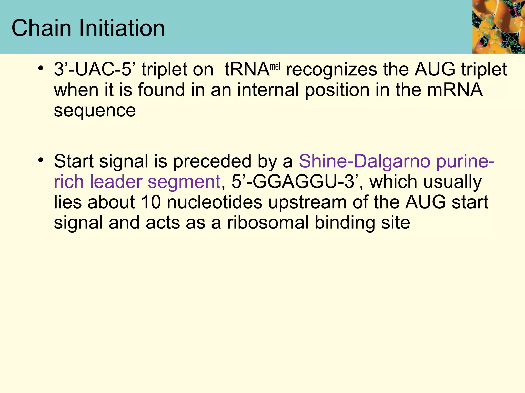 Chain Initiation
• 3’-UAC-5’ triplet on tRNAmet
recognizes the AUG triplet
when it is found in an internal position in the mRNA
sequence
• Start signal is preceded by a Shine-Dalgarno purine-
rich leader segment, 5’-GGAGGU-3’, which usually
lies about 10 nucleotides upstream of the AUG start
signal and acts as a ribosomal binding site
 