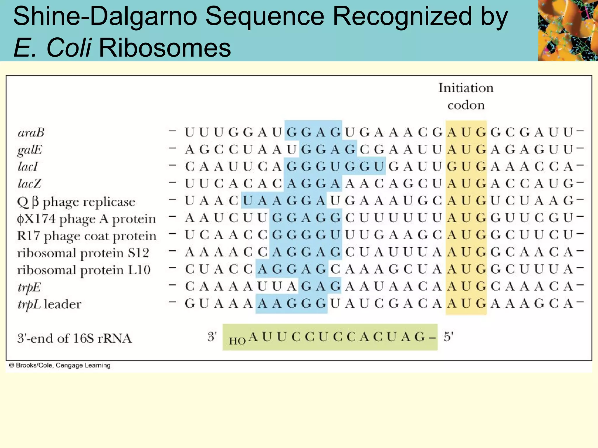 Shine-Dalgarno Sequence Recognized by
E. Coli Ribosomes
 