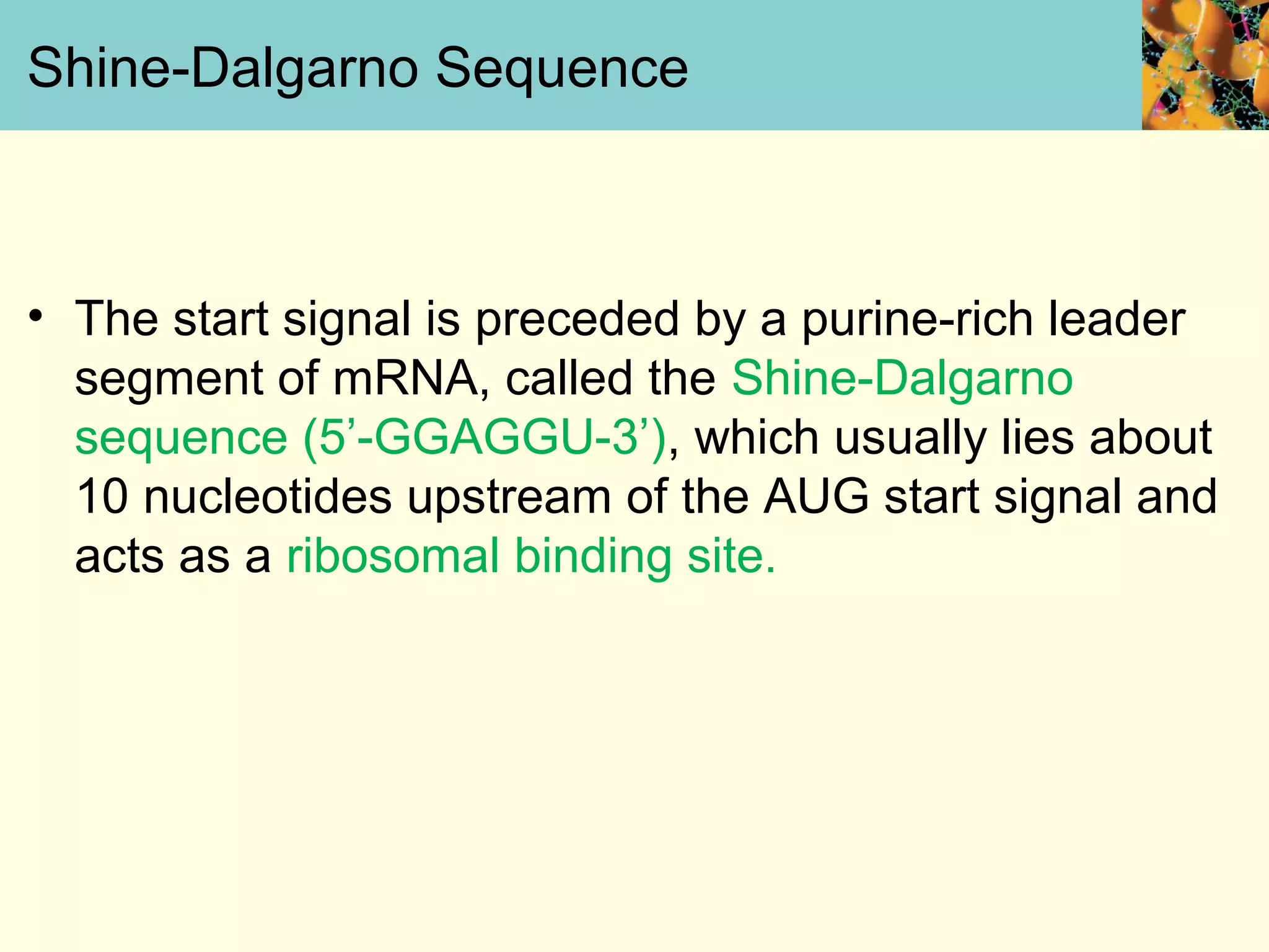 Shine-Dalgarno Sequence
• The start signal is preceded by a purine-rich leader
segment of mRNA, called the Shine-Dalgarno
sequence (5’-GGAGGU-3’), which usually lies about
10 nucleotides upstream of the AUG start signal and
acts as a ribosomal binding site.
 