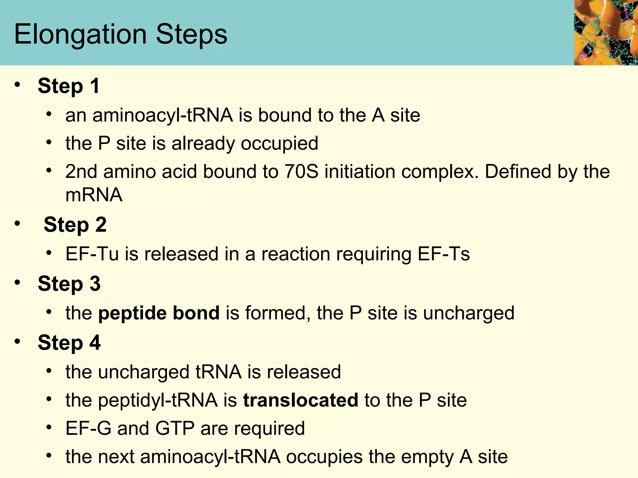 Elongation Steps
• Step 1
• an aminoacyl-tRNA is bound to the A site
• the P site is already occupied
• 2nd amino acid bound to 70S initiation complex. Defined by the
mRNA
• Step 2
• EF-Tu is released in a reaction requiring EF-Ts
• Step 3
• the peptide bond is formed, the P site is uncharged
• Step 4
• the uncharged tRNA is released
• the peptidyl-tRNA is translocated to the P site
• EF-G and GTP are required
• the next aminoacyl-tRNA occupies the empty A site
 