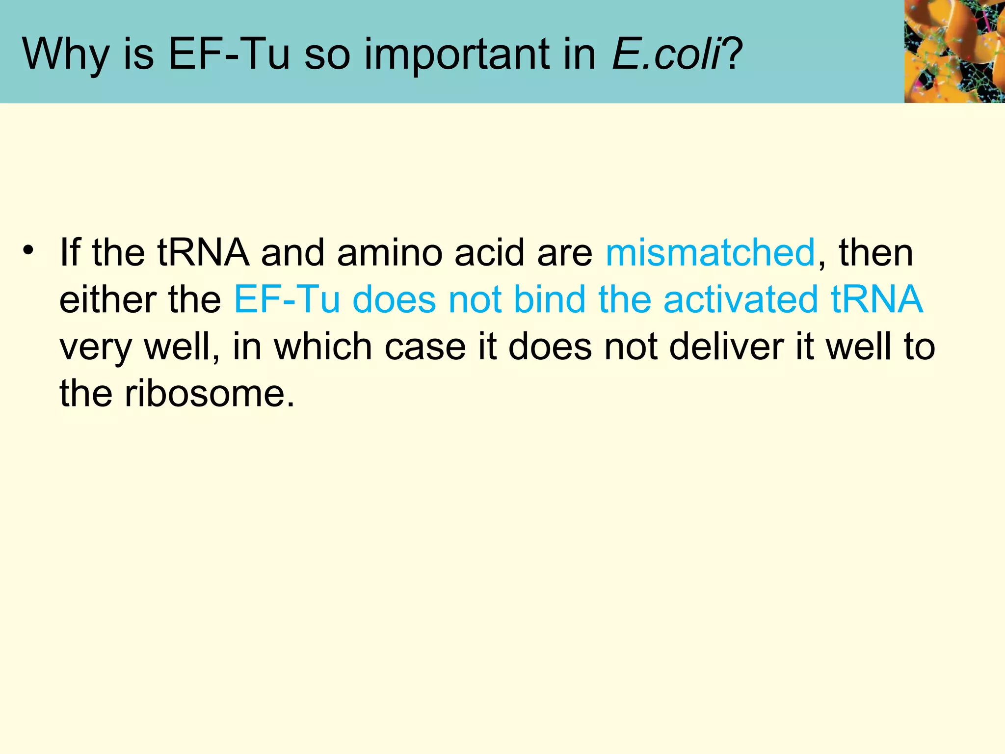 Why is EF-Tu so important in E.coli?
• If the tRNA and amino acid are mismatched, then
either the EF-Tu does not bind the activated tRNA
very well, in which case it does not deliver it well to
the ribosome.
 