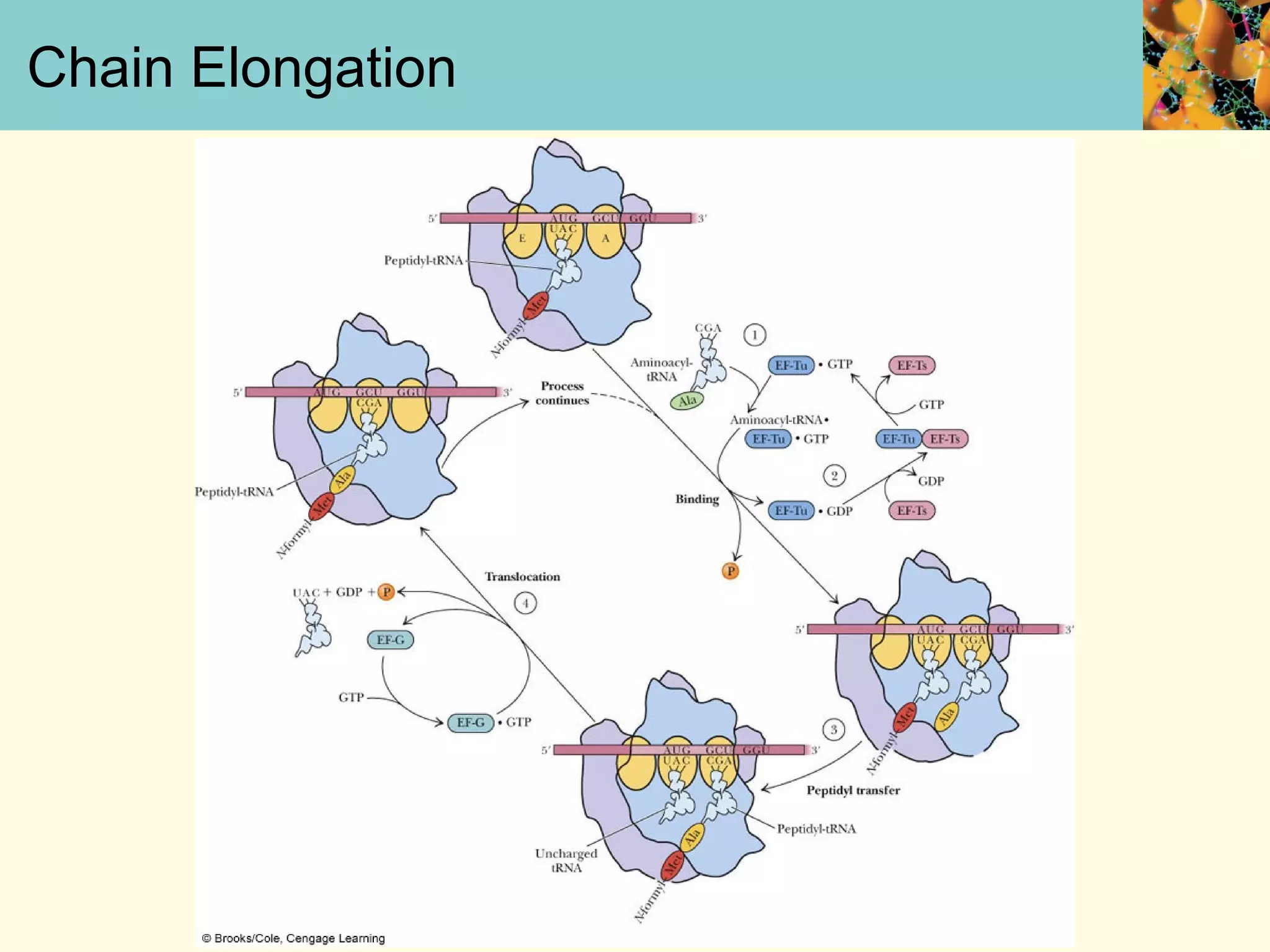 Chain Elongation
 