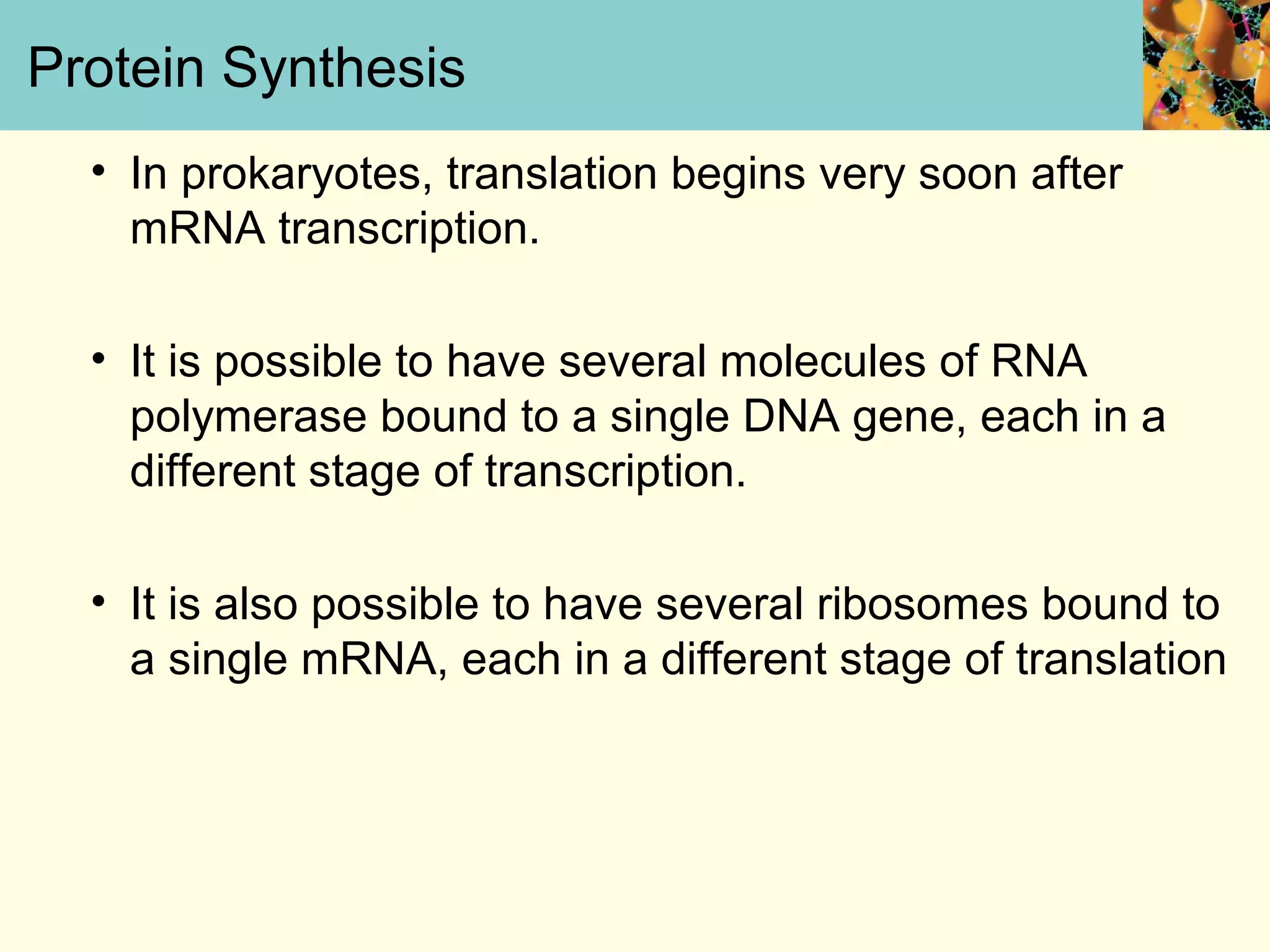 Protein Synthesis
• In prokaryotes, translation begins very soon after
mRNA transcription.
• It is possible to have several molecules of RNA
polymerase bound to a single DNA gene, each in a
different stage of transcription.
• It is also possible to have several ribosomes bound to
a single mRNA, each in a different stage of translation
 