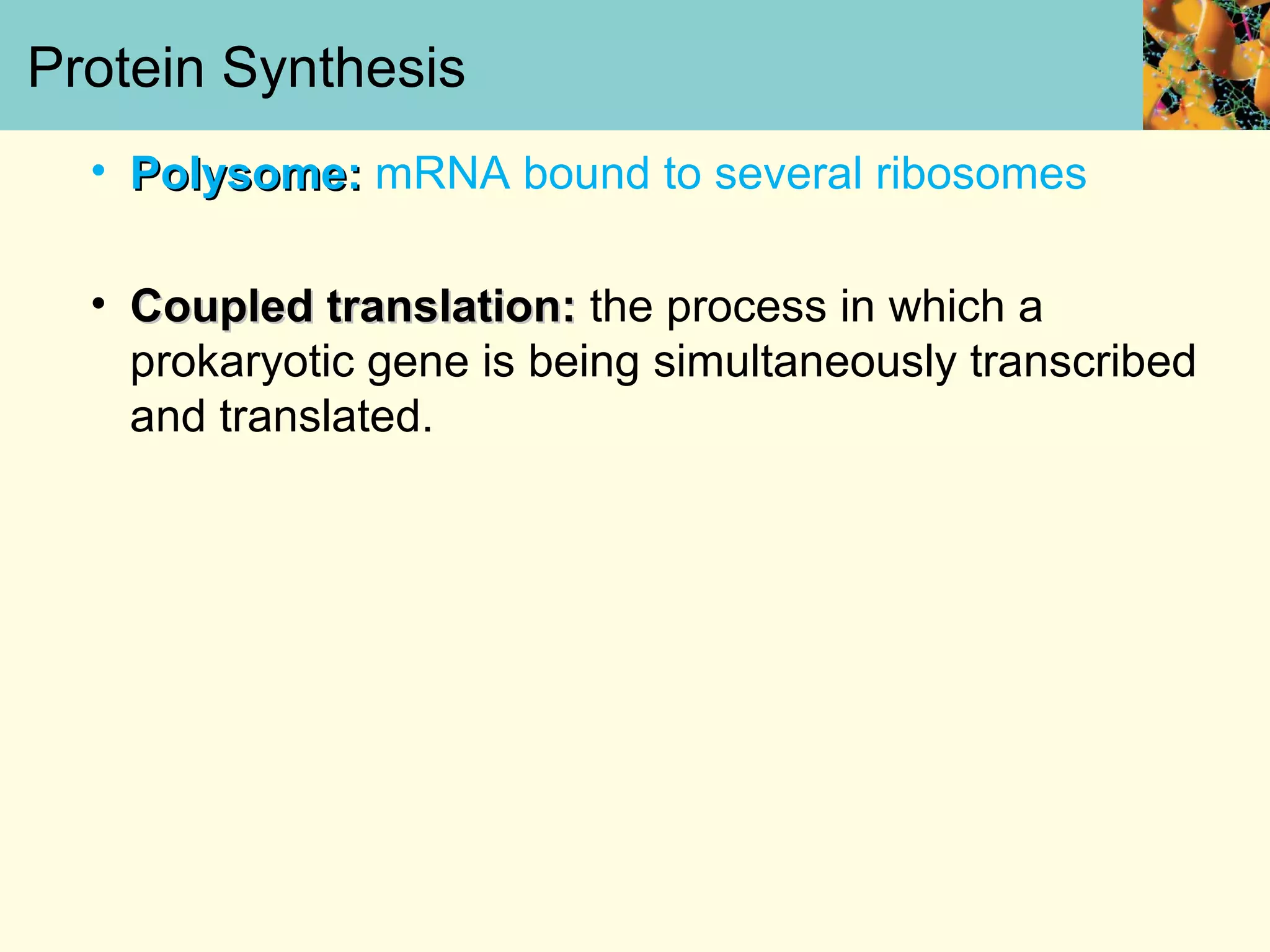 Protein Synthesis
• Polysome:Polysome: mRNA bound to several ribosomes
• Coupled translation:Coupled translation: the process in which a
prokaryotic gene is being simultaneously transcribed
and translated.
 