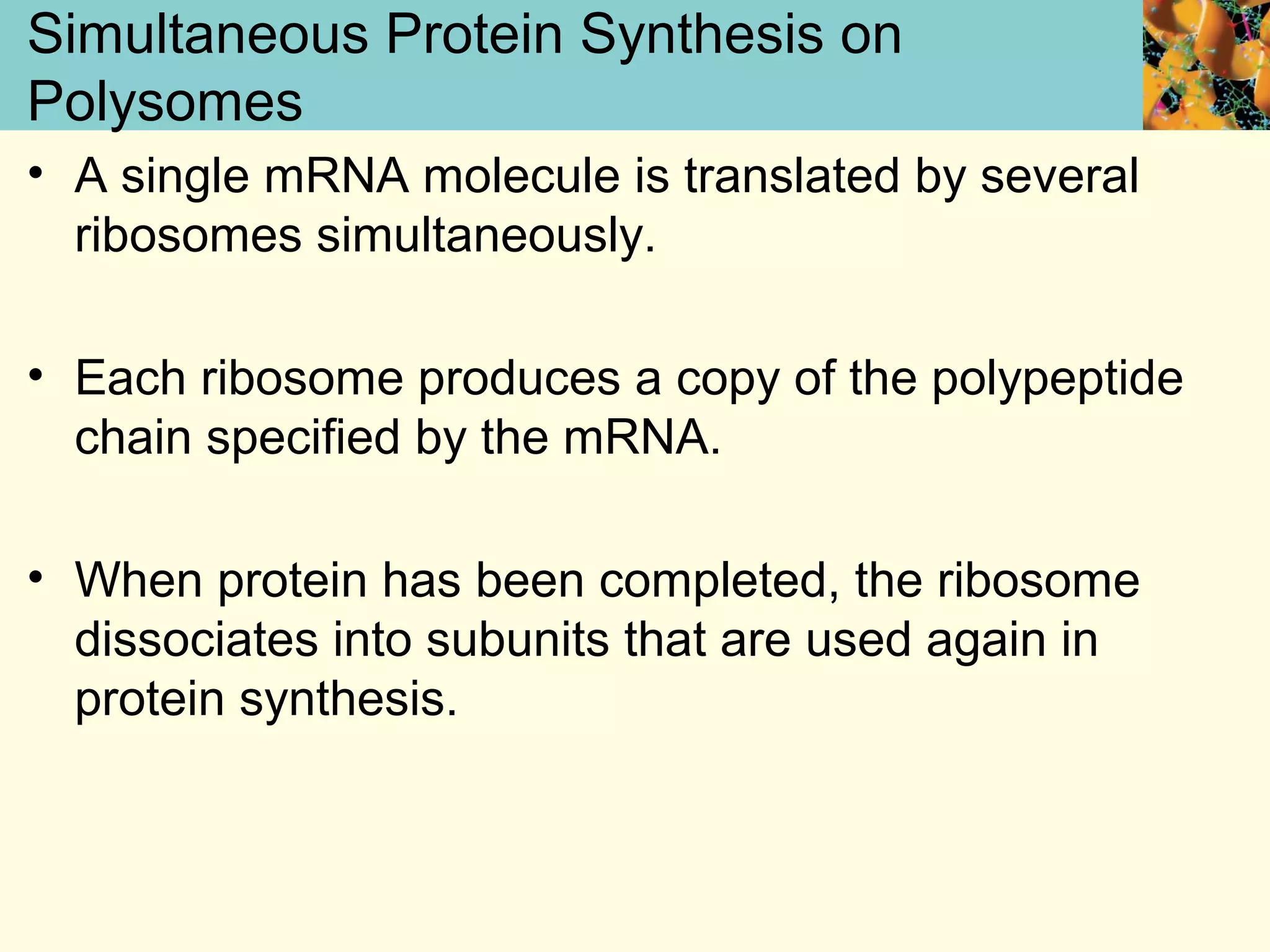 Simultaneous Protein Synthesis on
Polysomes
• A single mRNA molecule is translated by several
ribosomes simultaneously.
• Each ribosome produces a copy of the polypeptide
chain specified by the mRNA.
• When protein has been completed, the ribosome
dissociates into subunits that are used again in
protein synthesis.
 